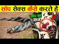 सांप कैसे मिलन करते है किस्मत वाले ही देख पाते है | amazing facts about snake, snake, animals