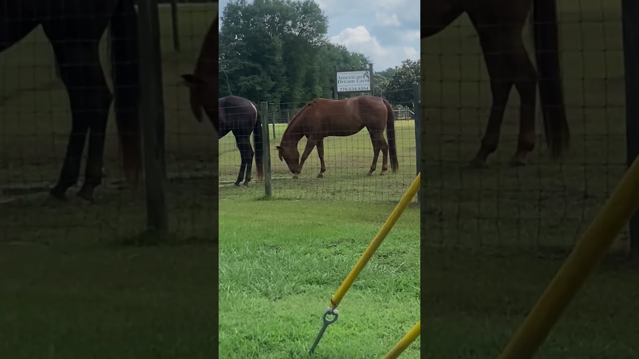  Check Out These Horses Acting Like They Don T Have That Boujee Electric Waterer To Drink Of