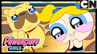 Bubble's Gets A Bad Dog | Powerpuff Girls | Cartoon Network