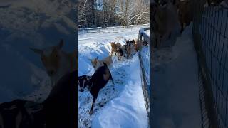 Goats get out to enjoy the sun (and breakfast) after a snowy day inside! #goat #nature