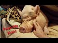 Mini Pig Throwing A Tantrum | Yes This IS A Mini Pig | Sammy The Hammy
