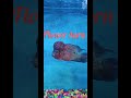Flower horn fish #ytshorts #shortsfeed #flowerhornfish