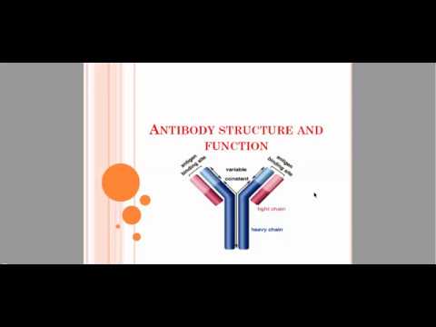 Antibody structure and function ( chapter 5)