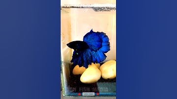 Full blue Halfmoon betta fish 💙 | One month betta fish transformation #shorts #shortfeed