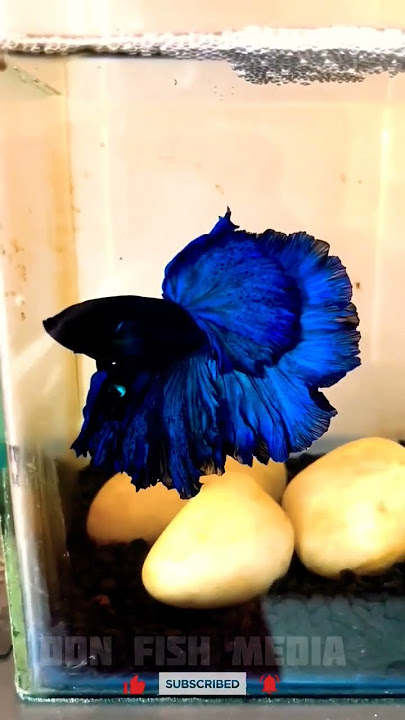 Ikan cupang halfmoon biru penuh 💙 | Transformasi ikan cupang satu bulan #shorts #shortfeed