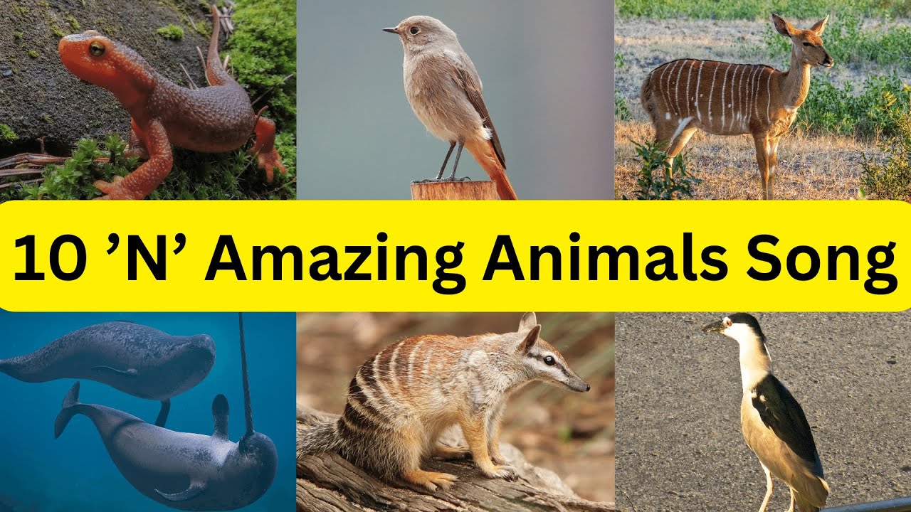 Animals That Start With N For Kids