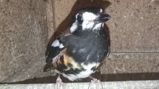 UPDATE STOK & HARGA TERBARU KIOS ABADI BIRD CIBINONG 24/7/2025