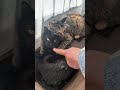 野良猫 保護猫 仲良し#野良猫#保護猫#猫#猫動画#ペット