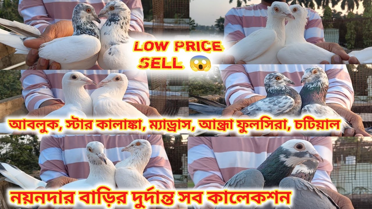 নয়নদার বাড়ির দুর্দান্ত সব পায়রা 🕊️🧿