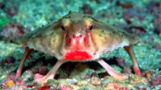 Red lipped Batfish Fast Facts by Dog Planet 20,451 views 8 years ago 1 minute, 37 seconds