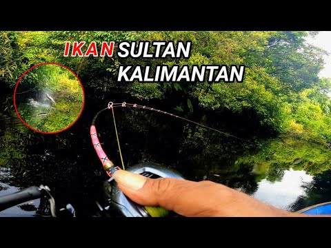 MOMENT TAK TERDUGA SAAT CASTING IKAN TOMAN || TIBA² IKAN SUPER LANGKA MENYAMBAR UMPAN