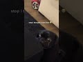 Lil XXEL his dog reacts to TikTok sound!