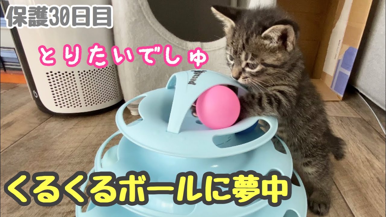 くるくるボールをつかむ手が可愛すぎる 生後39日【ももちゃん日記27