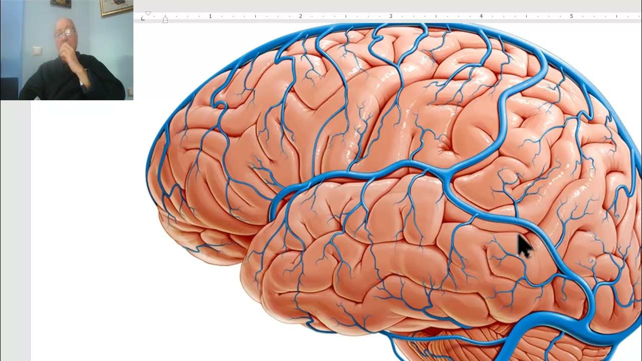Тромбоз артерий мозга. Венозные синусы. Вены и синусы головного мозга. Венозный отток головного мозга.
