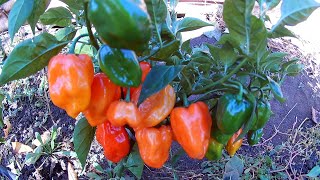 Habanero NuMex Trick or Treat. Сорт слабо острого перца.