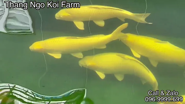 Koi pond Jumbo Yamabuki & Karashigoi. Very high qu...