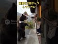 熊に立ち向かうおばあちゃん #shorts