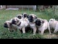 Pug puppy.ВОСЕМЬ БЛИЗНЕЦОВ -  ЗАБАВНЫЕ МОРДАШКИ. Щенки МОПСА. Odessa.