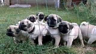 Pug puppy.ВОСЕМЬ БЛИЗНЕЦОВ - ЗАБАВНЫЕ МОРДАШКИ. Щенки МОПСА. Odessa. Pug puppy.ВОСЕМЬ БЛИЗНЕЦОВ - ЗАБАВНЫЕ МОРДАШКИ. Щенки МОПСА. Odessa.
