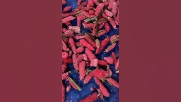 Trứng ốc bưu vàng, mua về ấp nở cá bống tượng ăn #shortvideo #cakoi #guppy