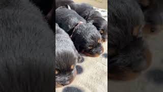 Our beautiful loud 2 weeks old Rottweiler puppies