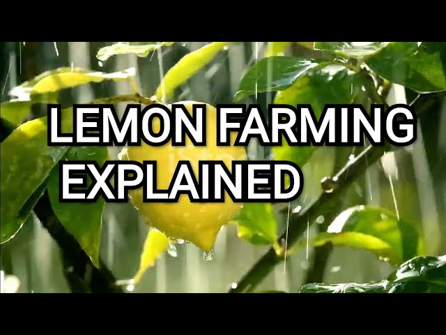 Foodie Find : Seedless lemons #seedlesslemons #lemons