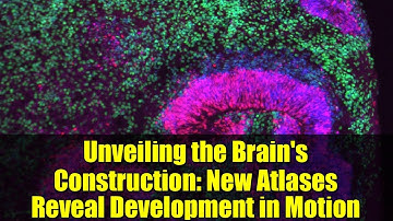 Unveiling the Brain