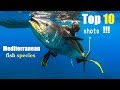 TOP 10  BEST SHOTS PESCA SUB Mediterranean fish |Spearfishing Life 🇬🇷 ✅