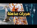 أطول وأصعب الهجرات في عالم الحيوان