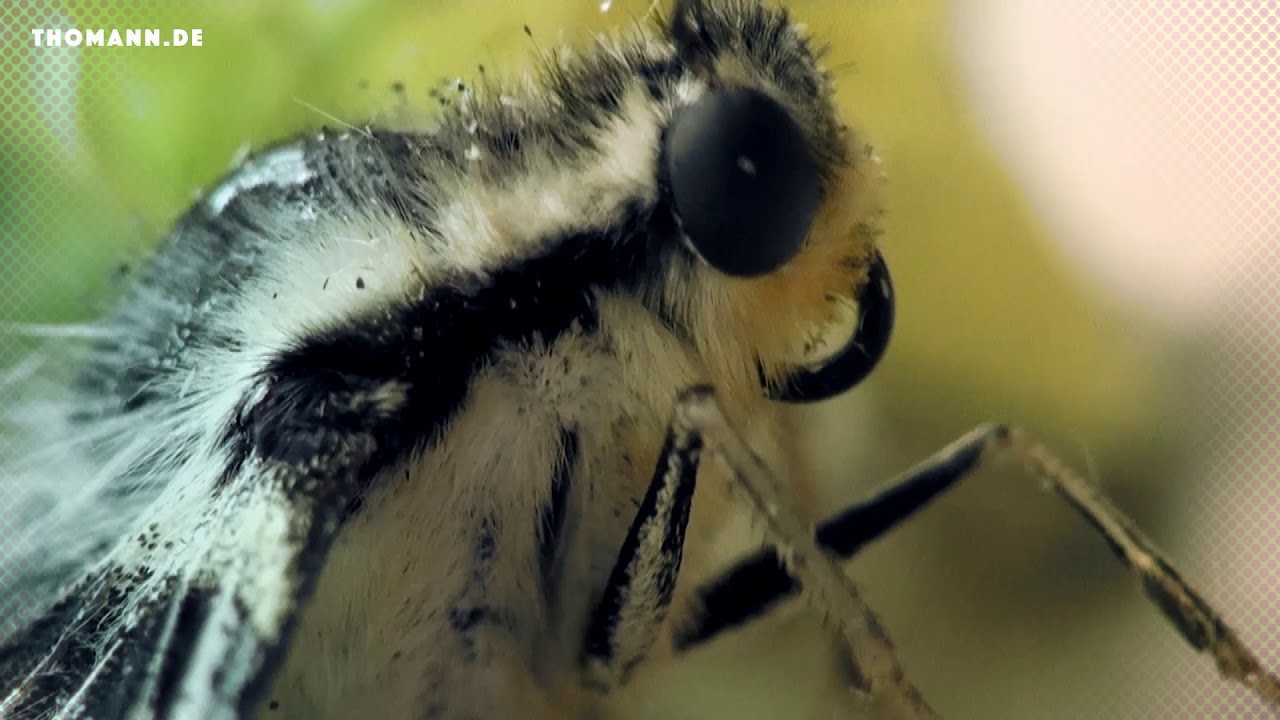 Thomann: Music makes you popular 