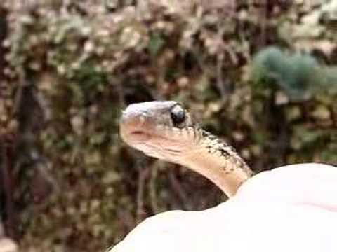 Garter Snake In My Garden