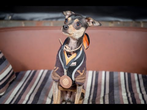 Video: Terrier Mainan Rusia: Watak Dan Ciri Baka