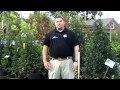 Fall planting tip from frank otte nursery  garden center louisville ky