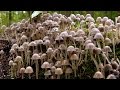 Грибное царство (2014)