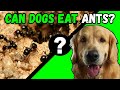 The Safety and Risks of Feeding Ants to Dogs: A Comprehensive Guide