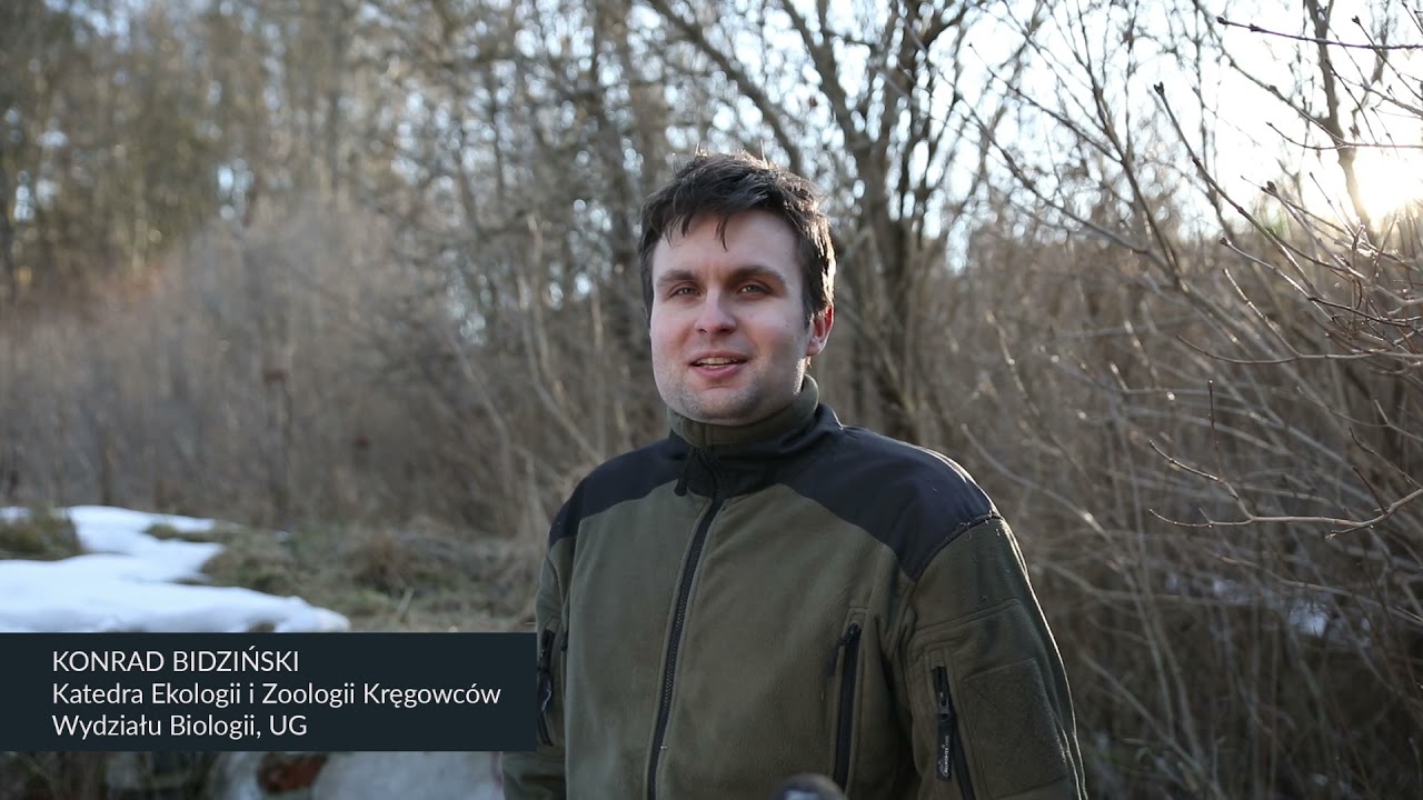 NIETOPERZE W GDAŃSKU