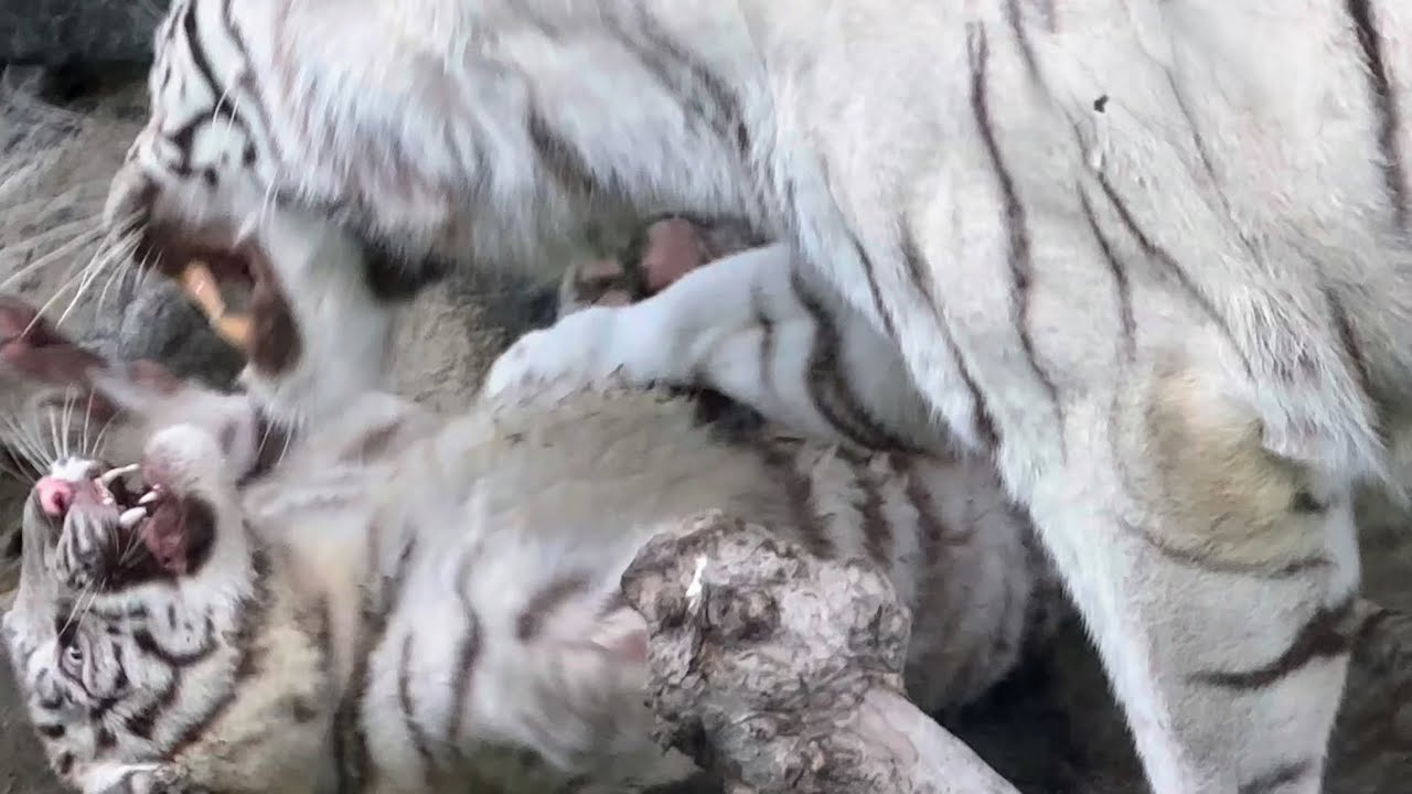 ママの通り道に居るだけで、3回も怒られたコタくん🐯　5月28日 東武動物公園　ホワイトタイガー赤ちゃん