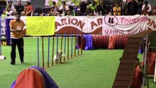 XXIII Campeonato de España RSCE 2013.  Manga de AGILITY Categoría S (Pequeños) (11)