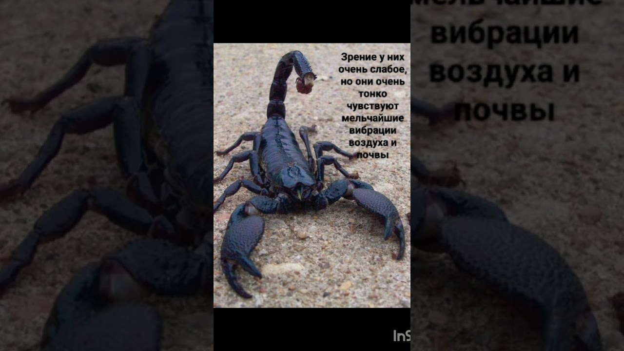 Интересные факты о скорпионах🦂