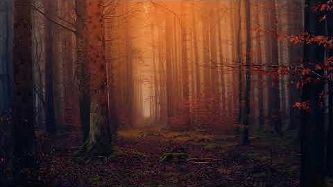 Unicorn Heads - A Mystical Experience