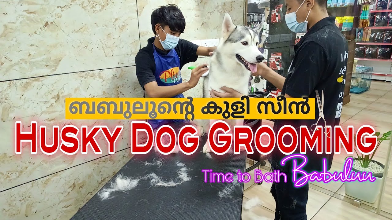 Husky dog grooming How to groom a Husky dog Solution for hair fall