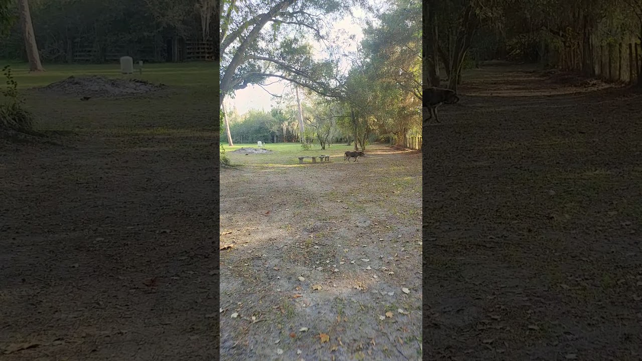 Yard and car - YouTube