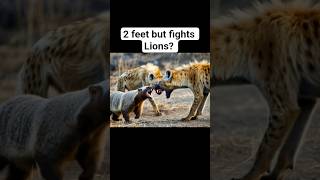 The Honey badger is only 2 feet but fights bigger animals #animalintelligence #animals #facts