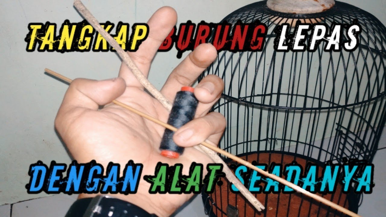 CARA BIKIN JEBAKAN BURUNG SANGAT SIMPLE