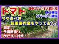 【超重要作業】たくさん採れるトマトの放任栽培で大事な手入れ/剪定・予備苗作り・一番怖いサビダニ対策(予防)/収穫/ソバージュ栽培/病気と害虫予防/アーリーセーフ/脇芽を取らずに放任で伸ばすのが放任栽培