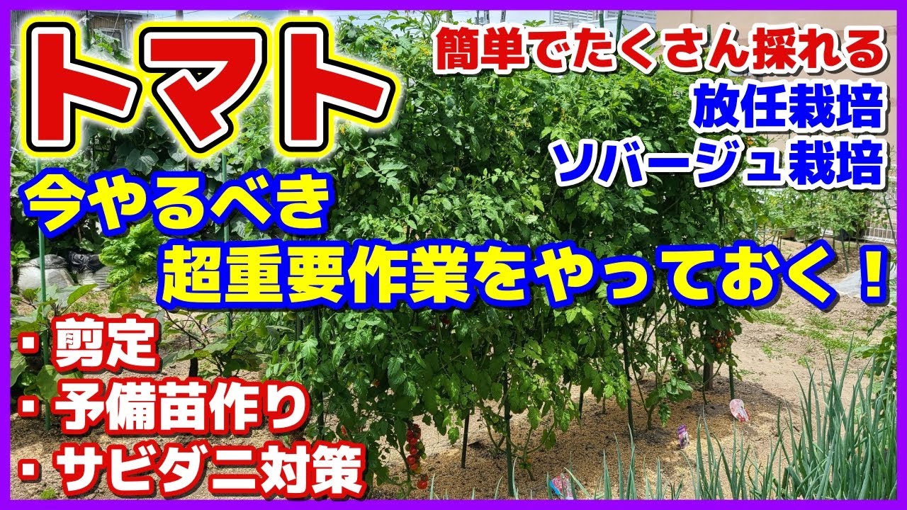 【超重要作業】たくさん採れるトマトの放任栽培で大事な手入れ／剪定・予備苗作り・一番怖いサビダニ対策（予防）／収穫／ソバージュ栽培／病気と害虫予防／アーリーセーフ／脇芽を取らずに放任で伸ばすのが放任栽培