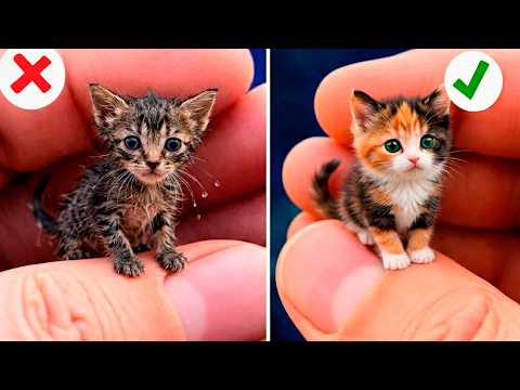 These Cats Saw TikTok Trends… Their Reactions Are Priceless! 😱🐾
