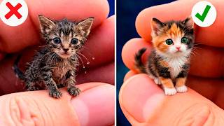 Hilarious Cat Reactions to Viral TikTok Trends Unleashed 🐾 By Meow-some! Live