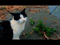 大雨の中で体がびしょ濡れの公園に捨てられた猫 #shorts