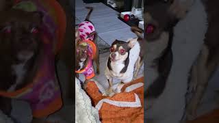 Mazie Saysjust You Two Wait